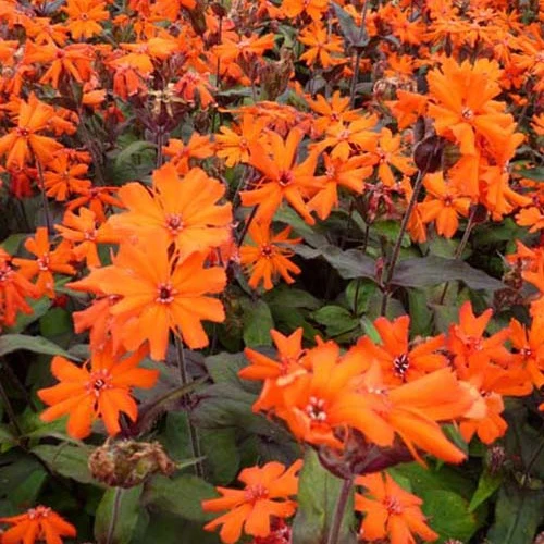 Lychnis Arkwrightii Vesuvius (x3)