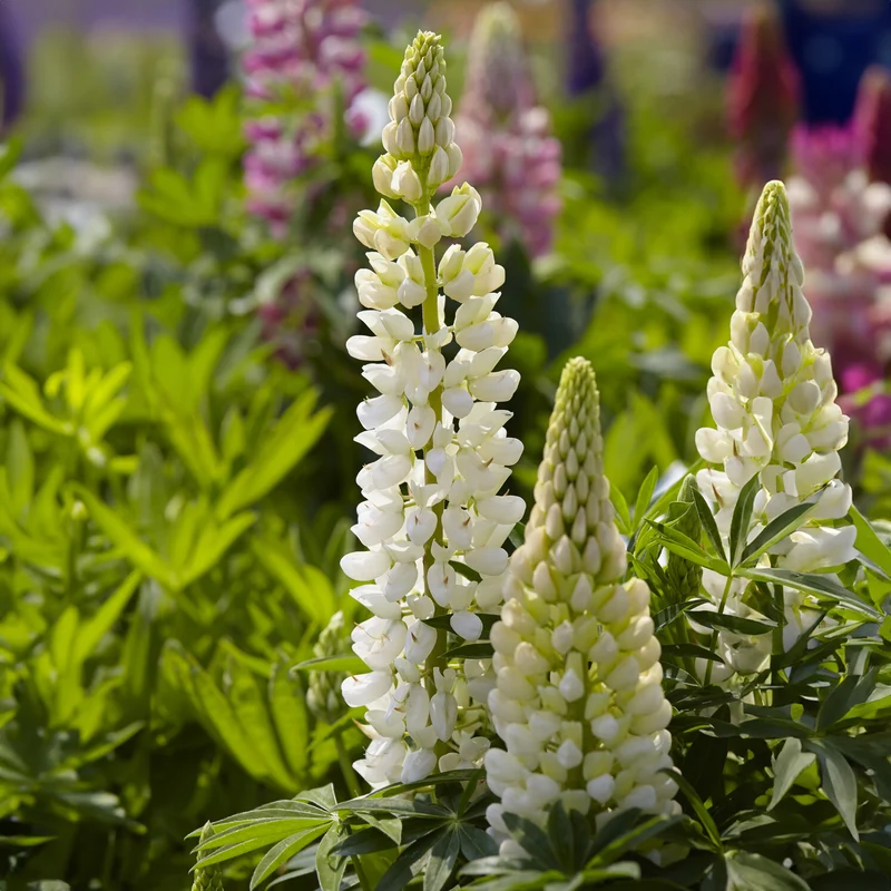 Lupine 'Gallery Weiß'