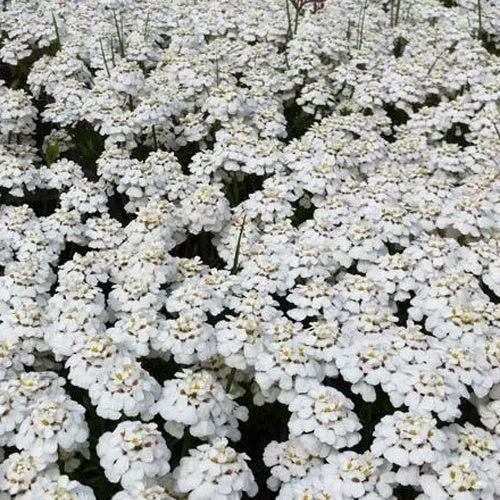 Immergrüne Schleifenblume 'Schneeflocke'