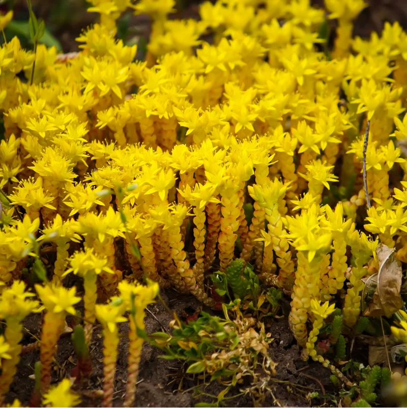 Scharfer Mauerpfeffer