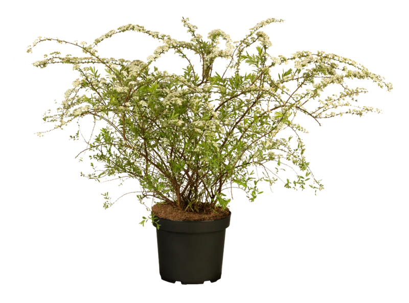 Rispenspiere 'Grefsheim'