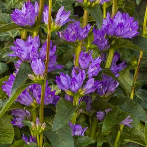 Agglomerierte Glockenblume Freya