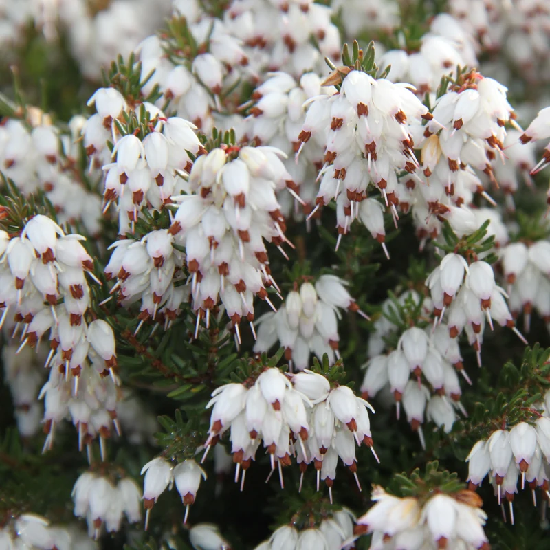 Winterheide White Glow