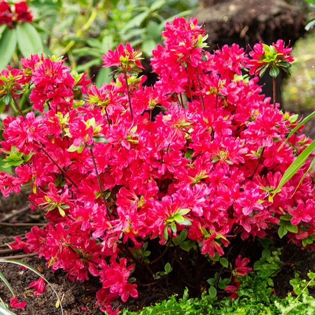 Japanische Azalee rot