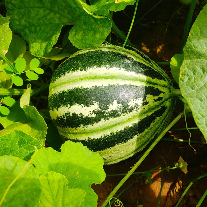 Ananas-Melone ‘Oranje Ananas’