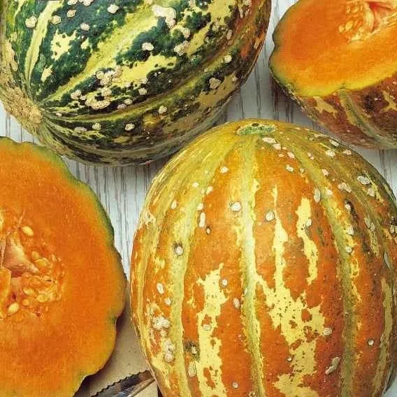 Ananas-Melone ‘Oranje Ananas’