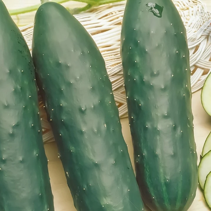 Gurke Cucumis 'Marketmore'