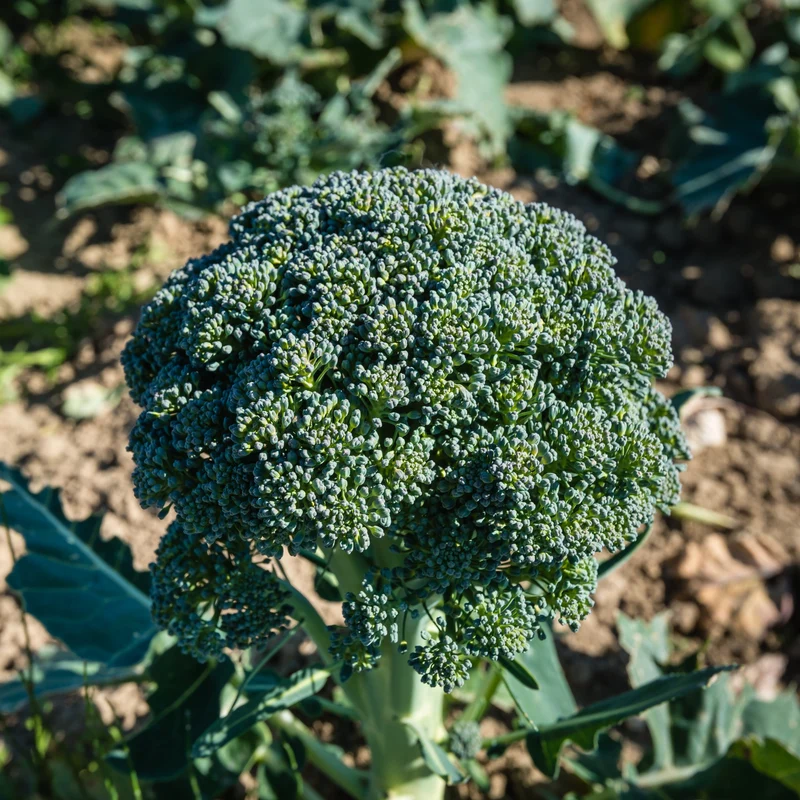 Brokkoli ‘Calabrese Natalino’ Bio