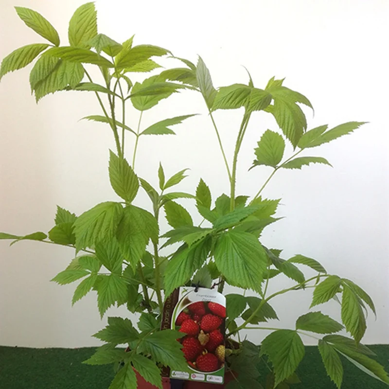 Himbeerbaum Zeva