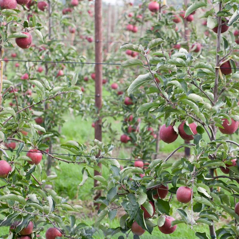 Bio Herbstapfel 'Jonagold'