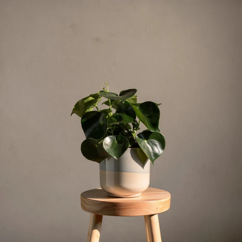 Zierpfeffer 'Raindrop'