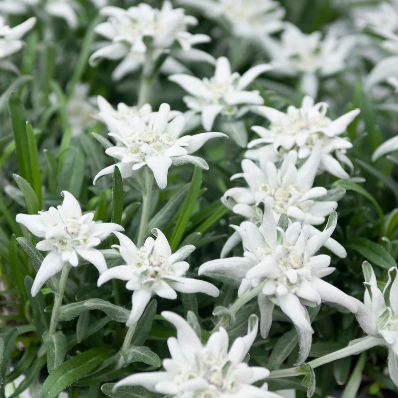 Alpen-Edelweiss