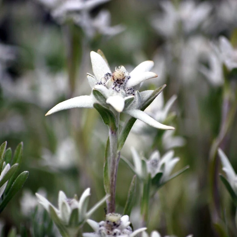 Alpen-Edelweiss