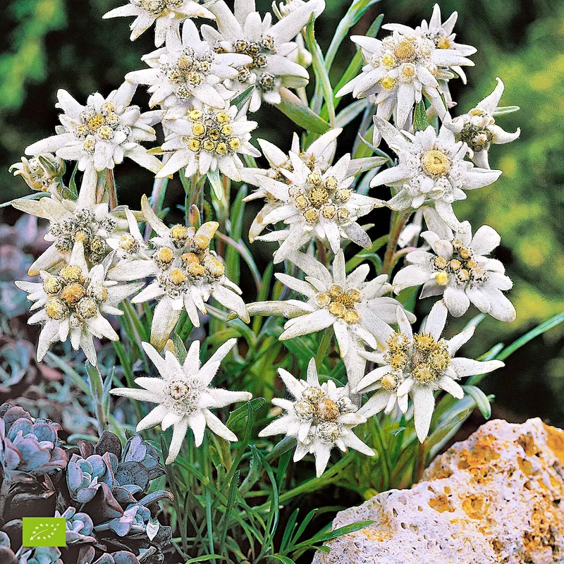 Alpen-Edelweiss