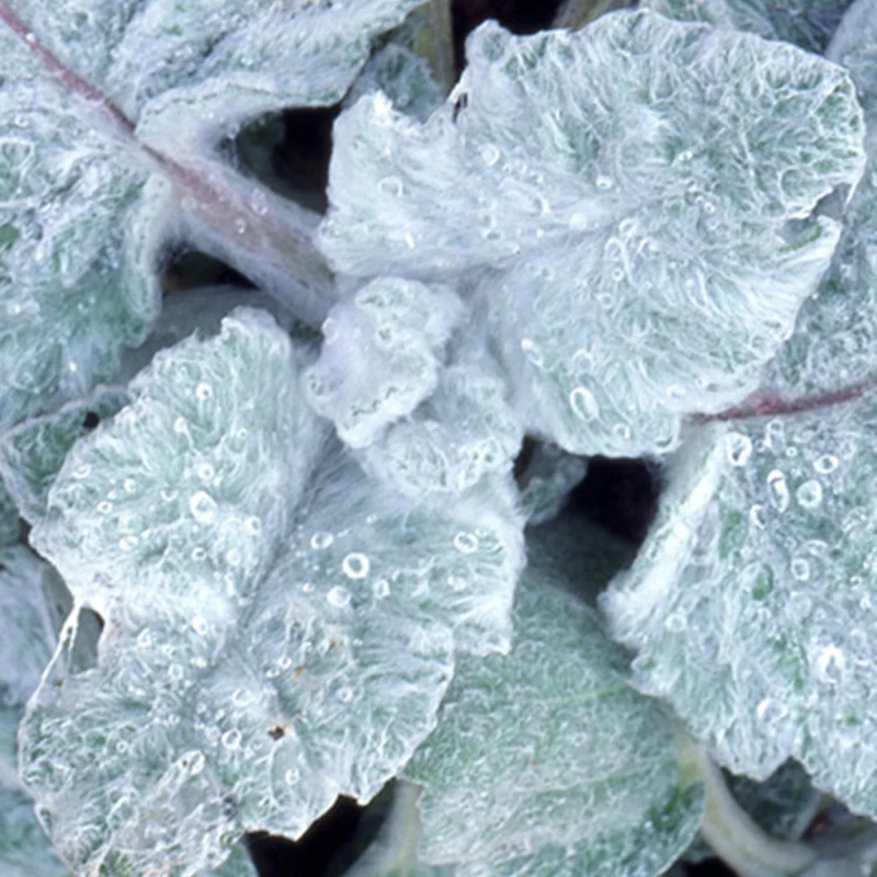 Silber Salbei
