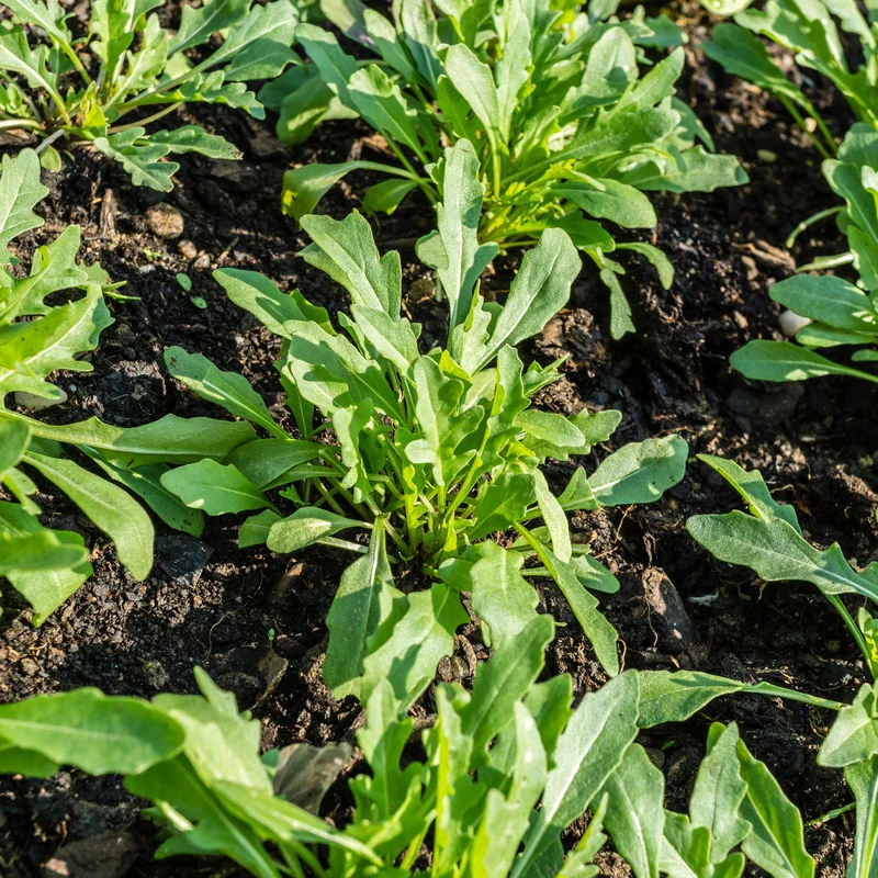 Biologisch angebaute Rucola