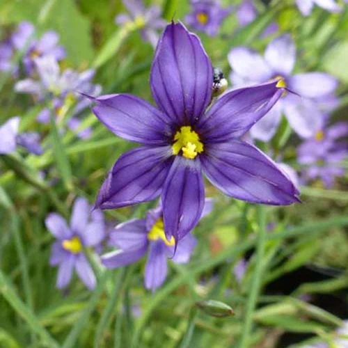 Blaue Binsenlilie