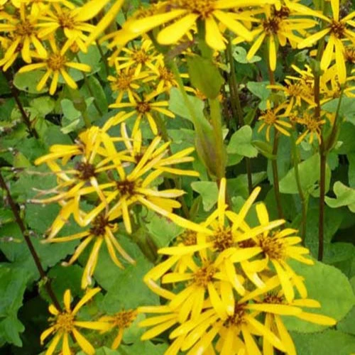 Goldkolben ‘Hessei’