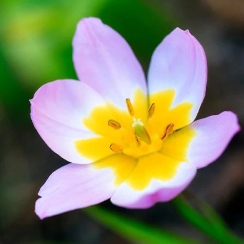 Wildtulpen bakeri Lilac Wonder (x10)