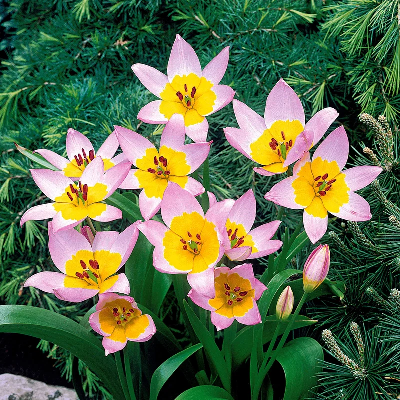 Wildtulpen bakeri Lilac Wonder (x10)