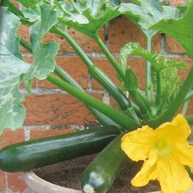 Topf-Zucchini ‘Patio Star’ F1