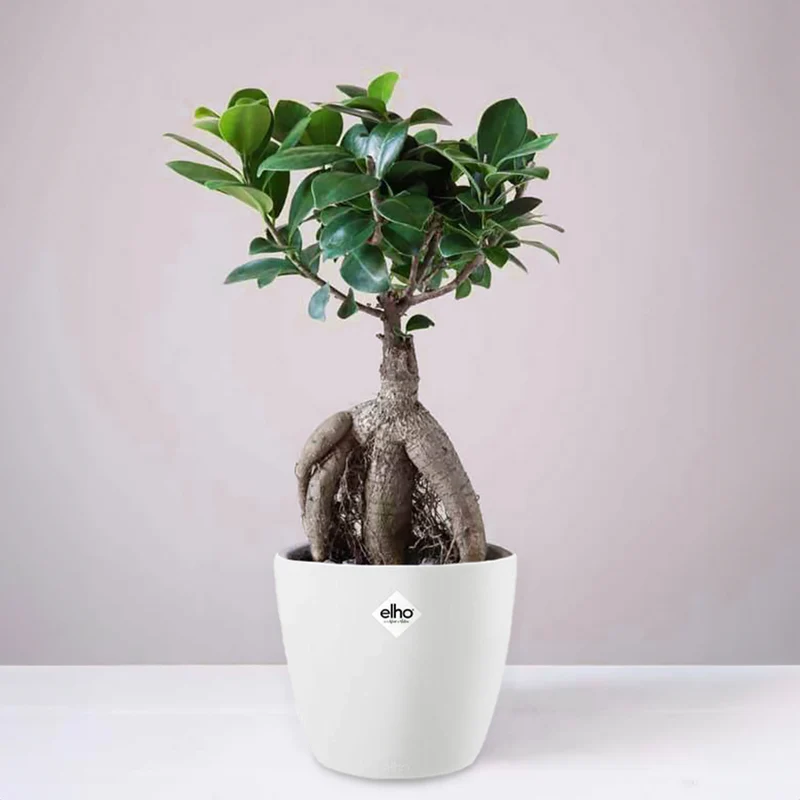Chinesische Feige in weißem Blumentopf