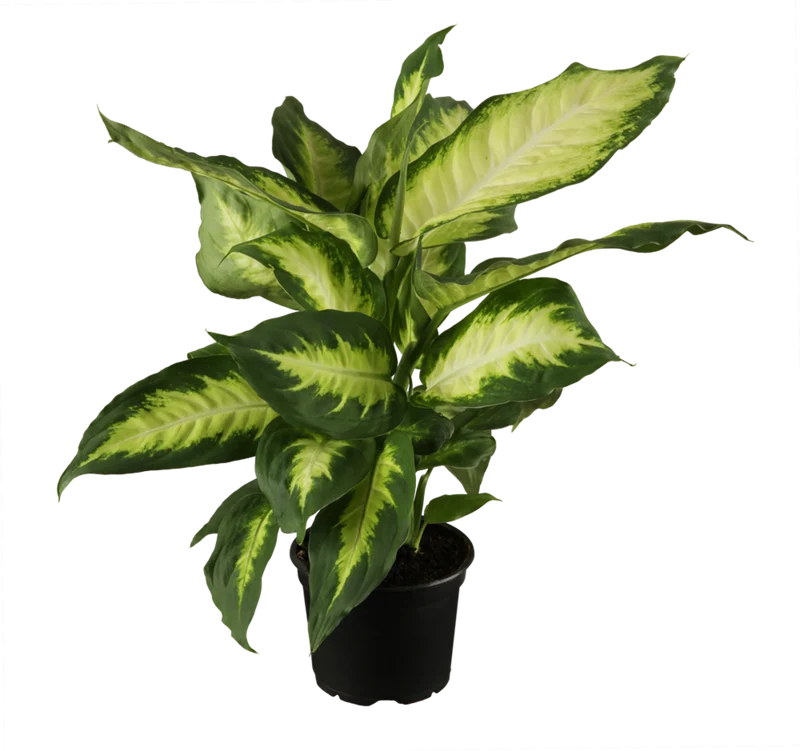 Dieffenbachie 'Camilla'