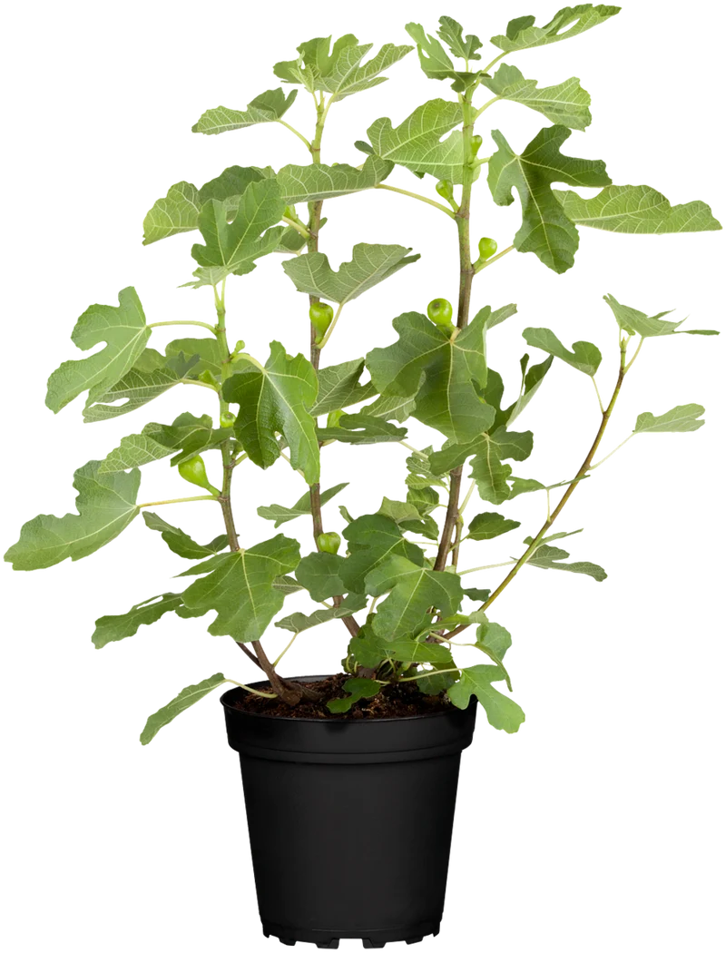 Bio Feige 'Brown Turkey'