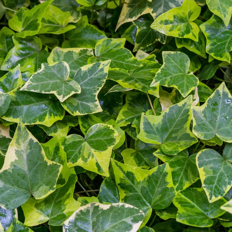 Gelbbunter Efeu 'Goldchild', 12 Pflanzen