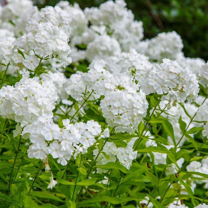 Hohe Flammenblume 'White Admiral'