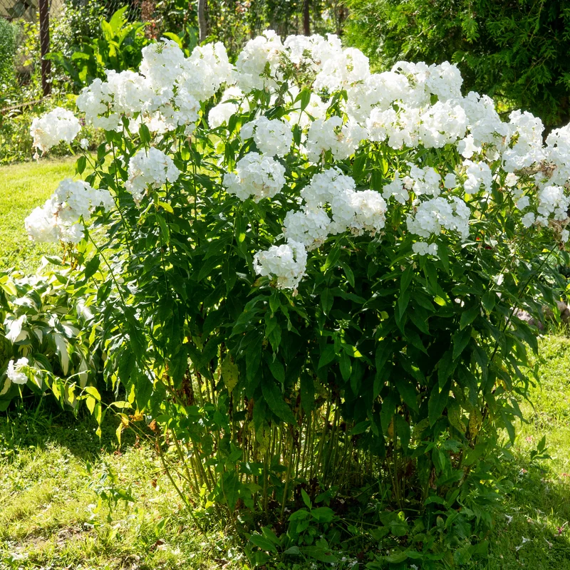 Hohe Flammenblume 'White Admiral'