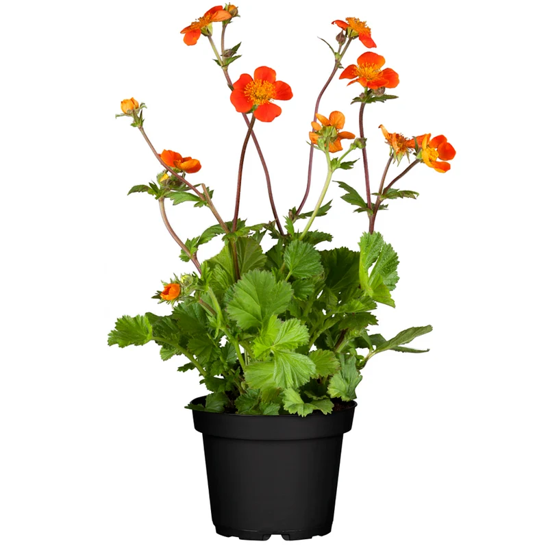 Garten-Nelkenwurz 'Borisii'