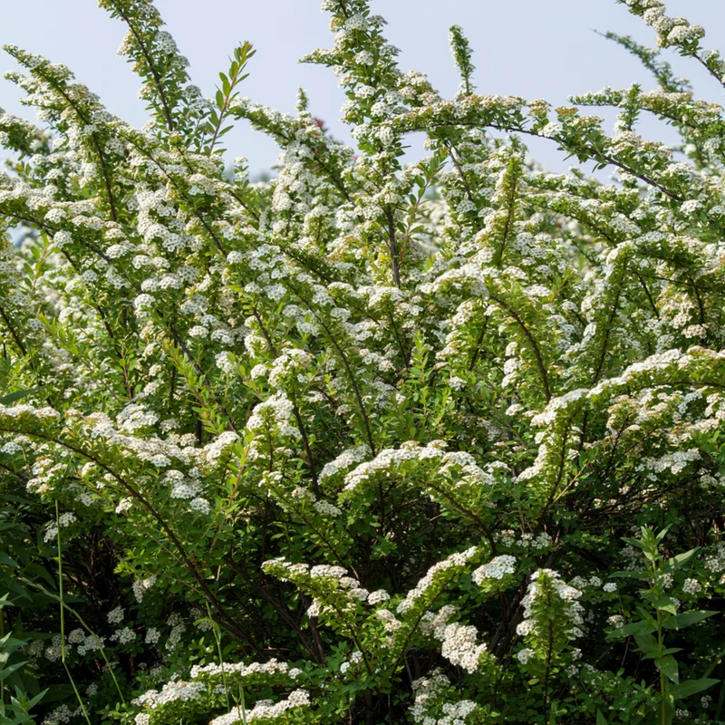 Strauchspiere 'Snowmound'