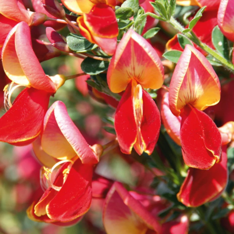 Edelginster 'Roter Favorit'