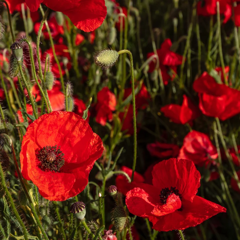 Klatschmohn ‘Red Corn Poppy’ Bio