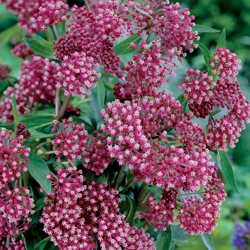 Bunte Stauden-Kollektion für den Garten (x12)