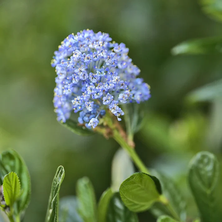 Ceanothus-Sammlung (x2)