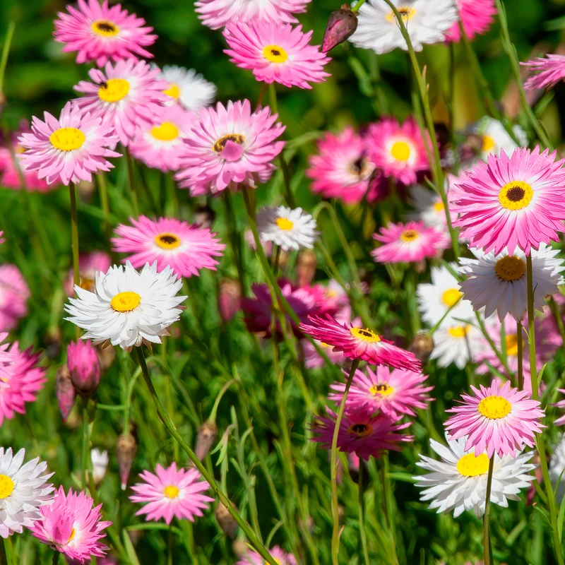 Strohblumen Australien Mischung