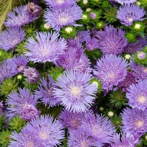 Stokesie ‘Mels Blue’
