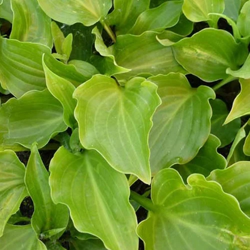 Hosta Invincible Funkia