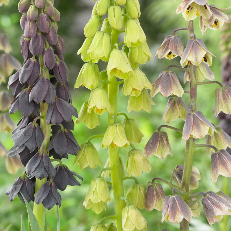 Persische Schachblume