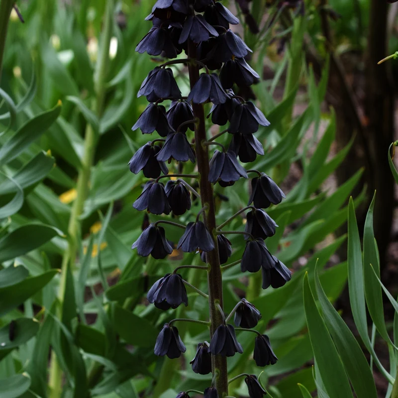 Persische Schachblume