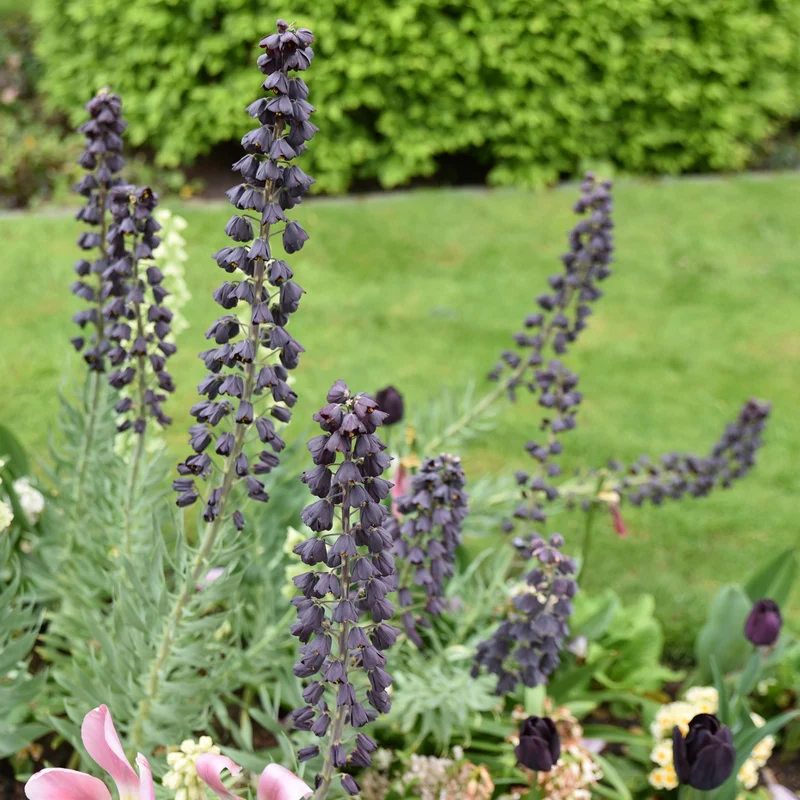 Persische Schachblume