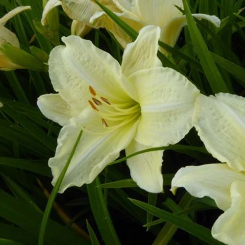 Hemerocallis Joan Senior Lilie eines Tages