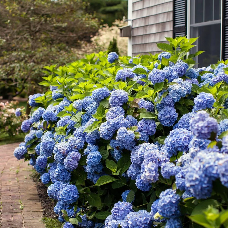 Bauernhortensie Endless Summer® 'The Original'