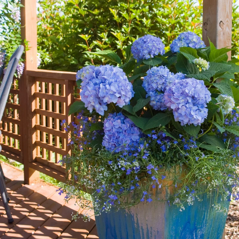 Bauernhortensie Endless Summer® 'The Original'