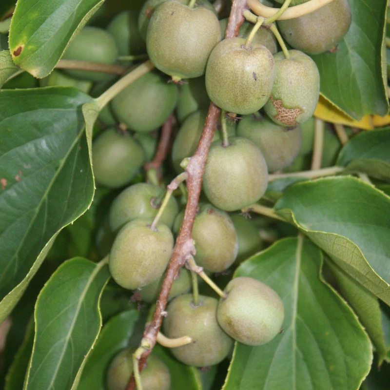 Kiwi 'Weiki'