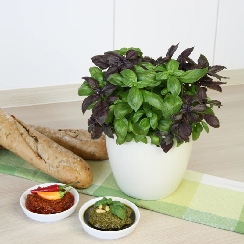 Bio Basilikum 'Pesto-Basilikum'
