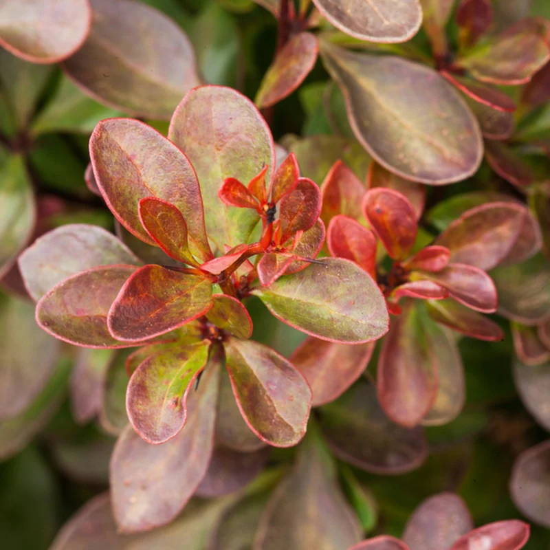 Berberitze 'Atropurpurea Nana'