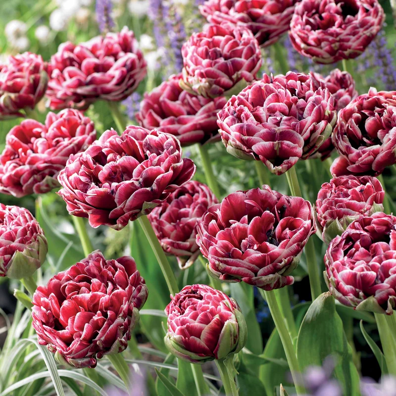 Tulpe Dream Touch (x7)